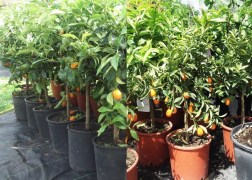 Citrus fortunella margarita / Törpemandarin Kumquat